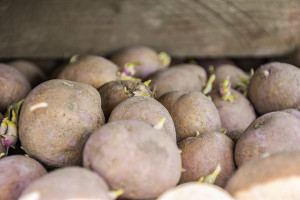 Czego oczekuje rynek ziemniaków?