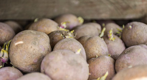 Czego oczekuje rynek ziemniaków?