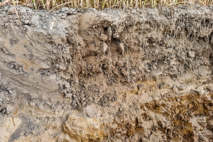 Mikrobiologia gleby to nie wiedza tajemna