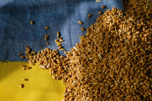 Rumunia pomogła wyeksportować w ub.r. 12 mln ton zbóż z Ukrainy