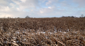 Kukurydza na polu pod koniec stycznia. Czy jeszcze do czegoś się nadaje?