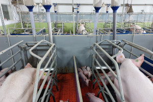 Pomoc dla hodowców świń: czas na składanie wniosków wydłużony do 7 lutego!