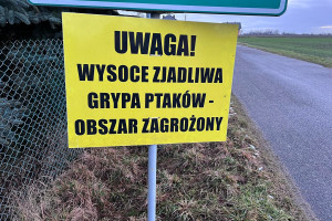 Grypa ptaków w powiecie puckim