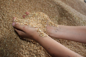 Ukraińska spółka IMC podsumowuje sprzedaż zbóż i zbiory kukurydzy