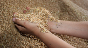 Ukraińska spółka IMC podsumowuje sprzedaż zbóż i zbiory kukurydzy