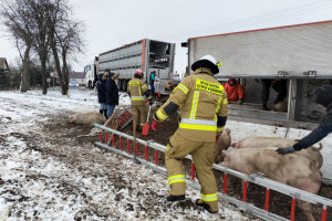Ciężarówka wioząca trzodę wypadła z drogi. Padło 55 świń