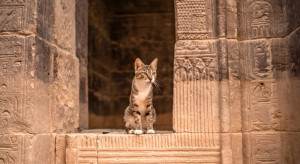 Koty zostały udomowione przez rolników w Mezopotamii