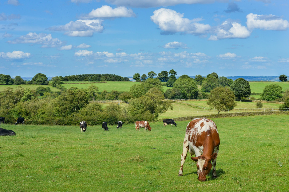 16 unijnych ministrów rolnictwa chce zrewidować założenia Zielonego Ładu, fot. stokpic / Pixabay