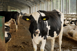 USA: Przed obrotem międzystanowym krowy mleczne muszą być testowane na grypę ptaków