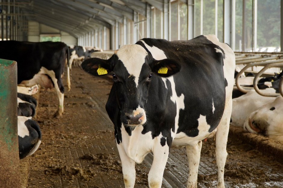Krowy mleczne po zakończeniu produkcji mleka mogą stanowić źródło wysokiej jakości wołowiny, fot. A.T.