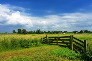 Holandia: grunty rolne znowu droższe