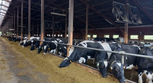 To jeszcze hucpa, czy już farsa? Kto osłabia pozycję hodowców bydła mlecznego?