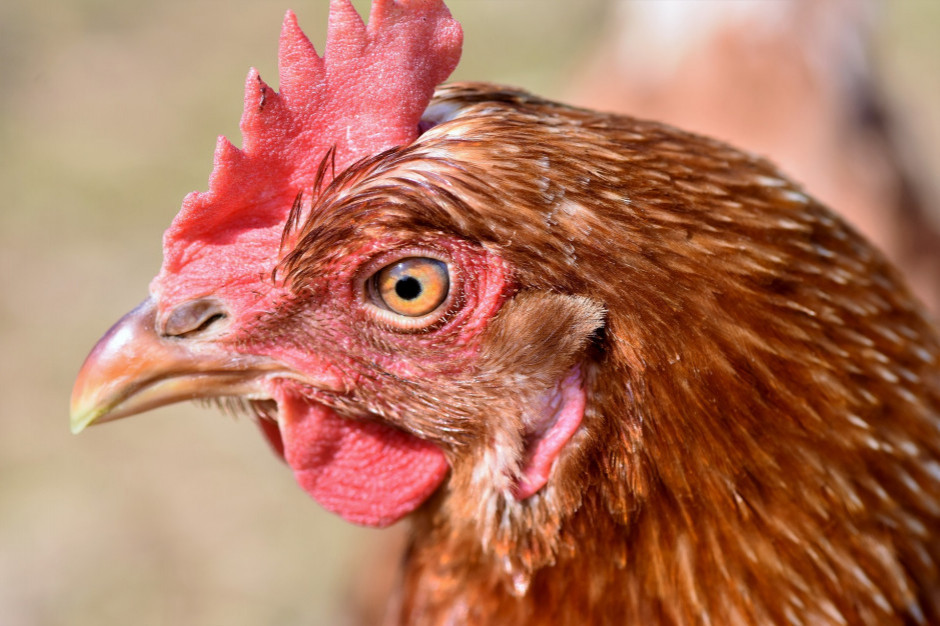 Holandia: szczepionki przeciw grypie ptaków będą testowane w praktyce; Fot . Shutterstock