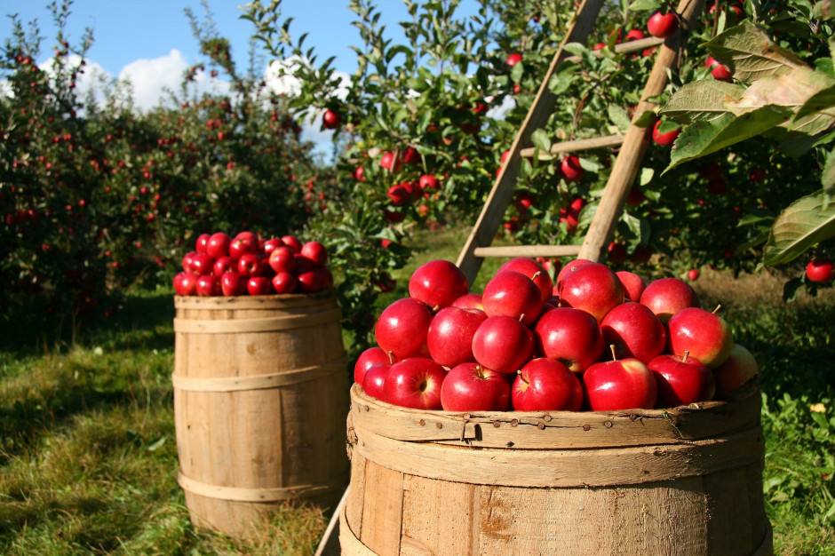 Polskie jabłka podbiją indonezyjskie rynki, fot. pixabay