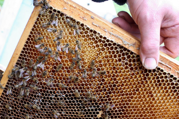 Władze Małopolski ogłosiły konkurs mający na celu ochronę pszczół