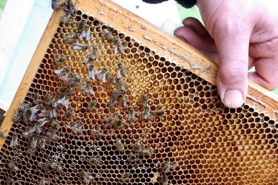 Najbardziej poszkodowany pszczelarz pozbierał owady do wiadra i jako dowód zaniósł na policję.