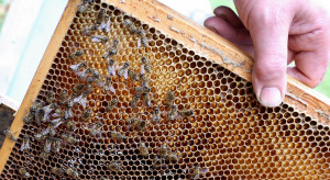 Pszczelarstwo: ARiMR przyjmuje wnioski do 31 maja