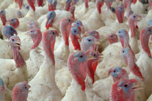 Wirus grypy ptaków znaleziony u martwej osoby w Chinach