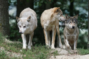 Obława na wilki w Szwecji i Norwegii