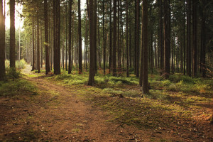 Lasy Państwowe i MKiŚ oskarżają UE o niszczenie polskiego przemysłu drzewnego