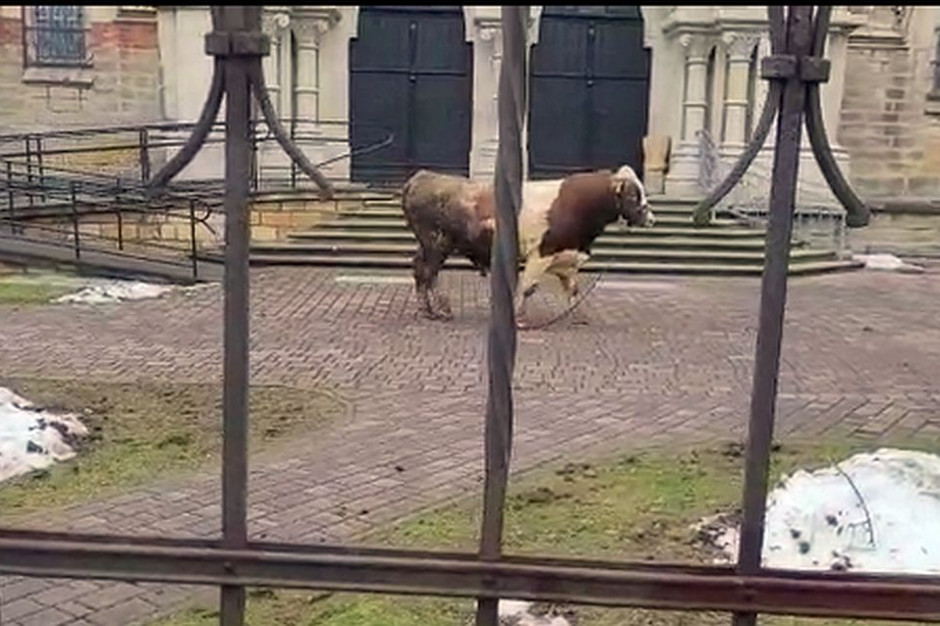 Pokażnych rozmiarów byk biegał po ulicach Ciężkowic, Foto: Policja