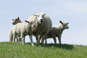 Małopolskie: 2 mln zł na wypas kulturowy owiec na terenach górskich