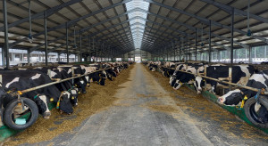 Z czym muszą mierzyć się hodowcy bydła mlecznego?