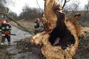 Małopolskie: 120 interwencji strażaków związanych z silnym wiatrem