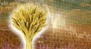 Ceny pszenicy na MATIF notują 6-procentowy wzrost