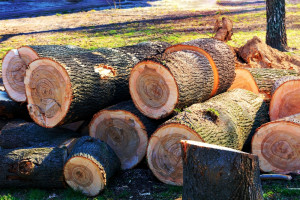 Jakie ceny drewna i pelletu do ogrewania domu na koniec września 2023?