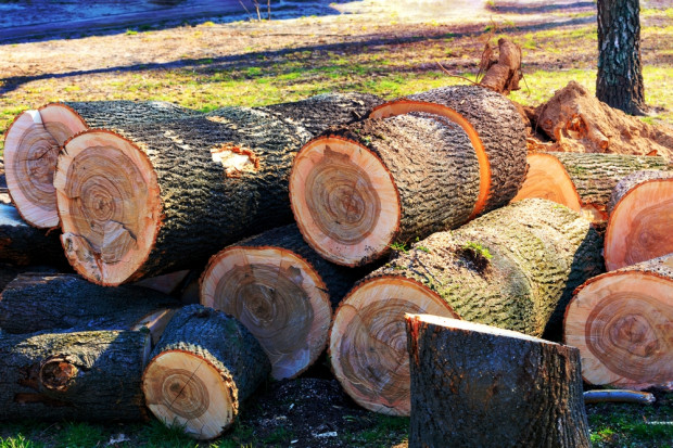 Lasy Państwowe: W 2023 do przedsiębiorców trafi 35 mln m sześc. drewna