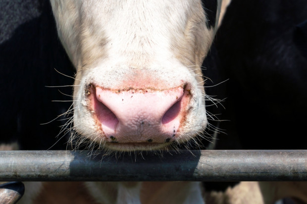Ceny mleka radykalnie spadają. Producenci spodziewają się ograniczenia hodowli
