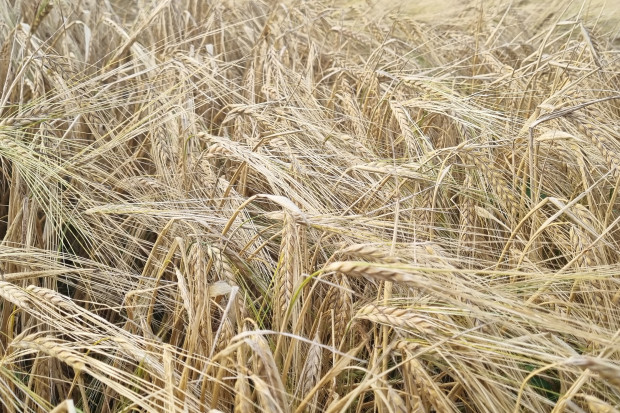 Jaki plon zbóż w ekologii? Prezentujemy wyniki PDO