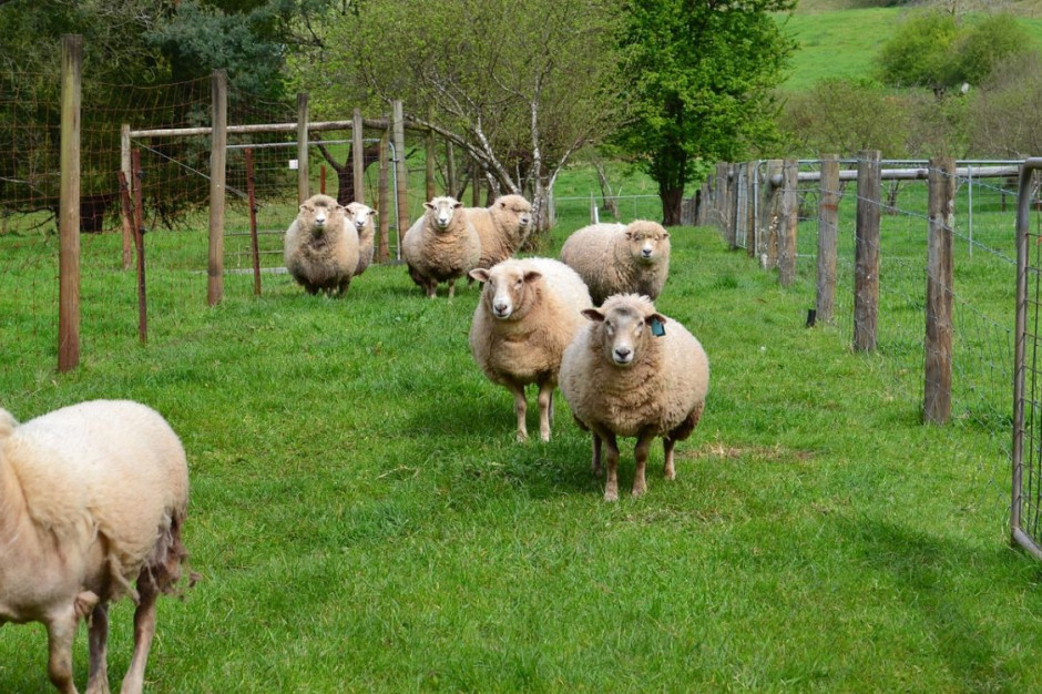 Hodowca nie doliczył sie owiec w trakcie strzyżenia, Foto: pixabay/unowho