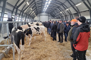 Kolejna edycja aukcji bydła na Podlasiu
