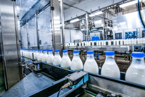 Cena mleka w skupie średnio po 2,45 zł/l, a w terenie spadki nawet do 1 zł