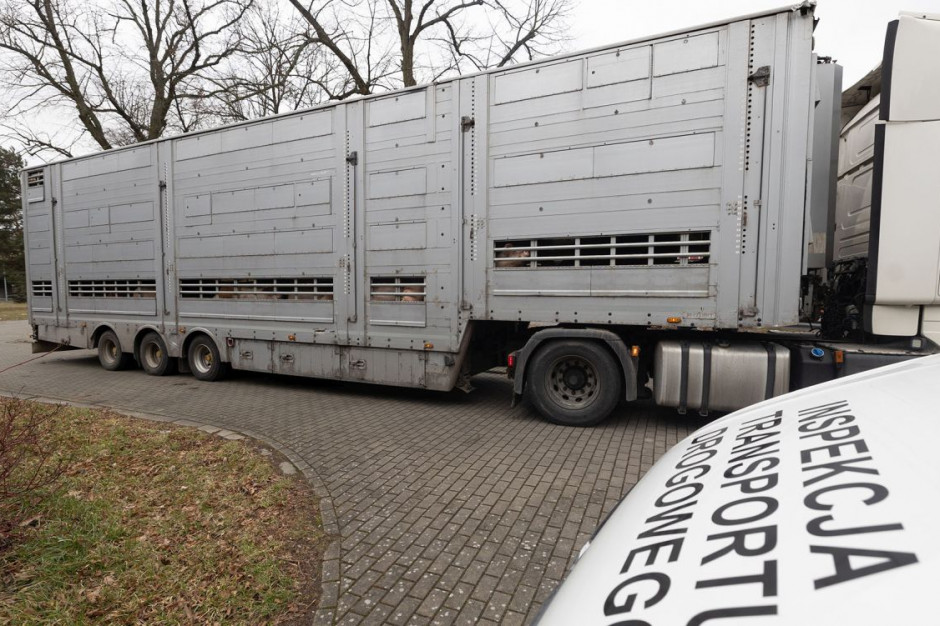 Dla dobra zwierzat inspektorzy zezwoli na dojazd transportu do ubojni, Foto: WITD Szczecin