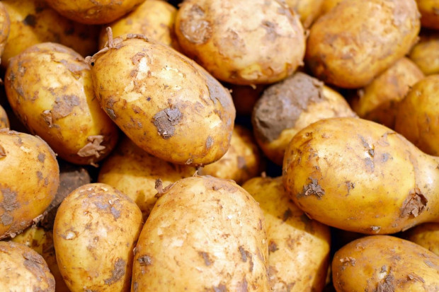 Oznakowanie ziemniaków w handlu pozostawia wiele do życzenia, Foto: pixabay/Couleur IHARS kontrolowała ziemniaki w handlu. Jakość bulw bez zastrzeżeń, ale oznakowanie fatalne