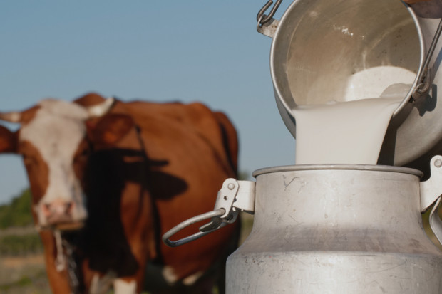 Czy będzie interwencja na rynku mleka?