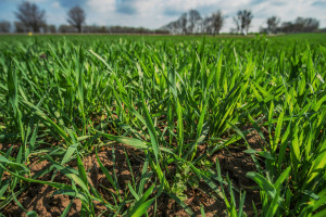 Szwecja: powierzchnia uprawy pszenicy osiąga nowy rekord