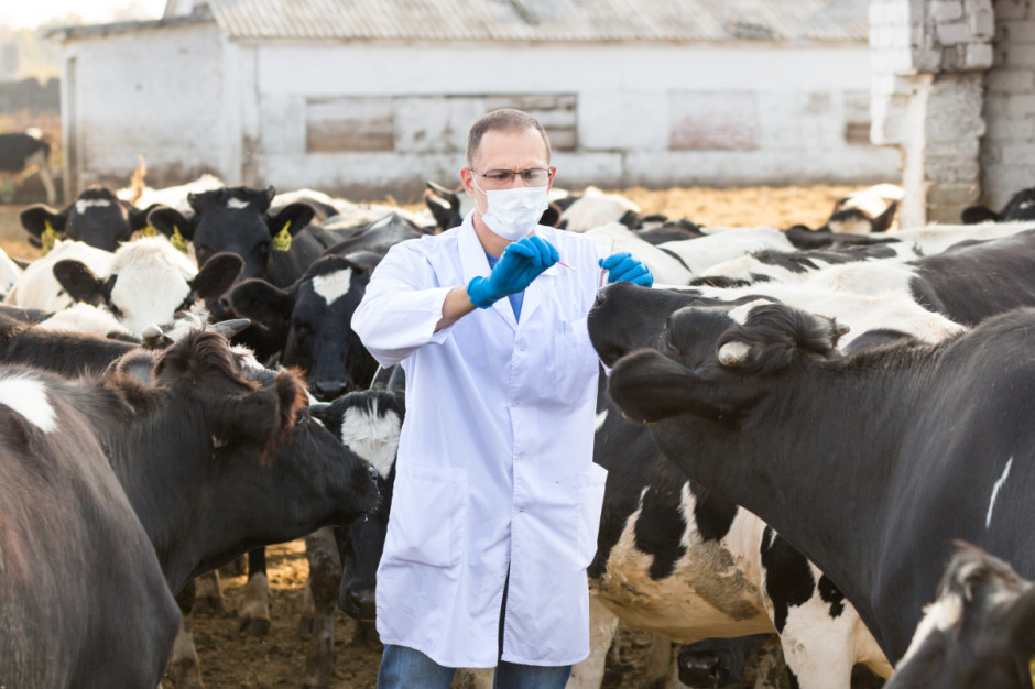 W ciągu ostatnich 10 lat zanotowano zmniejszenie stosowania środków przeciwdrobnoustrojowych u zwierząt prawie o połowę (47 proc.), fot. Shutterstock