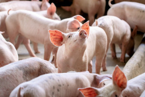 Na czym polega zarządzanie zdrowiem w stadach świń?