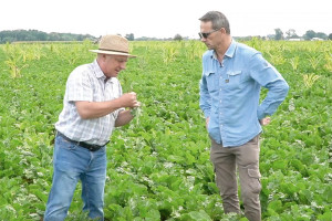 Dylemat plantatora buraka cukrowego. Technologia klasyczna czy Conviso Smart?