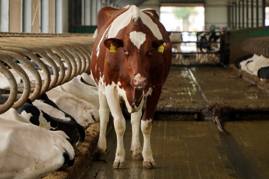 Czy hodowcy bydła i producenci mleka mają zamiar skorzystać z płatności dobrostanowej?  Fot. A.T.