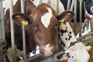 Odżywianie mineralne bydła to również troska o dobrostan zwierząt