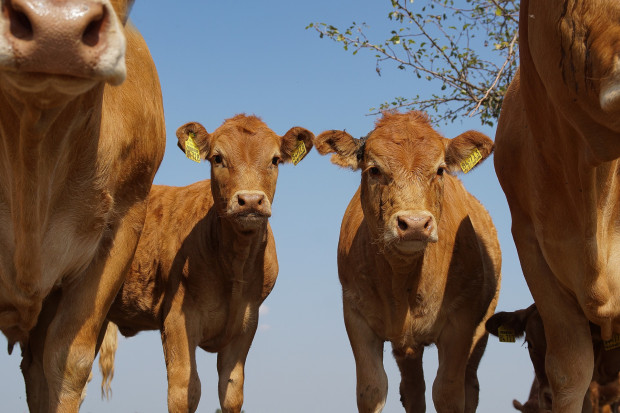 Czym jest zrównoważona, niskoemisyjna produkcja żywca wołowego?