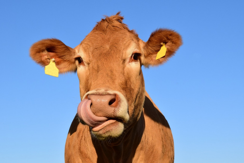 Różański poinformował, że zespół naukowców opracowuje kalkulator emisji dla producentów bydła i trzody chlewnej, fot. Pixabay