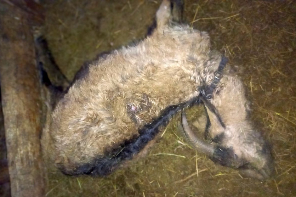 Łupem drapieżników padły owce i kozy w zagrodzie, Foto: MP