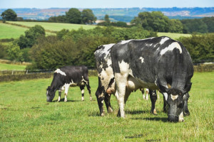 Czy toalety dla krów rozwiążą problem emisji tlenku azotu?