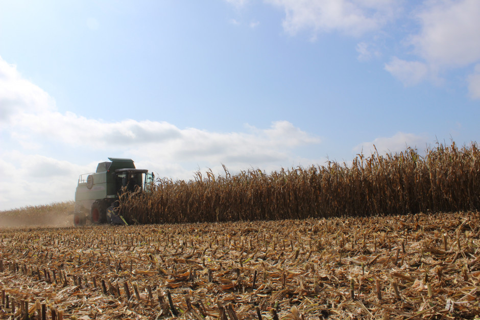 Zbiory kukurydzy w IMC zakończyły się na początku marca; Fot. AK